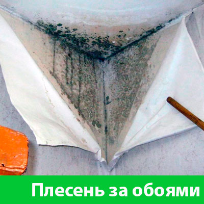 Удаление плесени в Ангарске