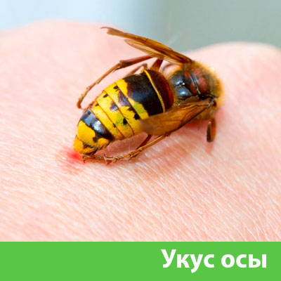 Профессиональное уничтожение ос и шершней в Ангарске