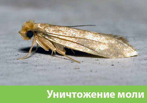 Уничтожение моли в городе Ангарск 
