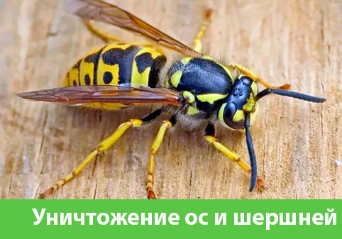 Уничтожение ос и шершней в городе Ангарск